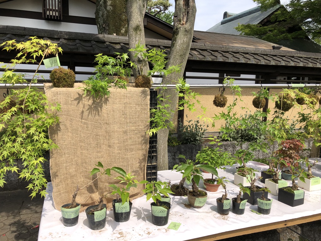 大盆栽まつり 大宮盆栽村 に行ってみた Bonsai 草の実堂