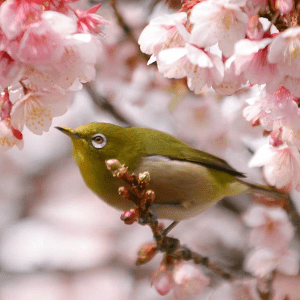 桜の花は日本の心 日本原産の桜10種類を紹介 草の実堂