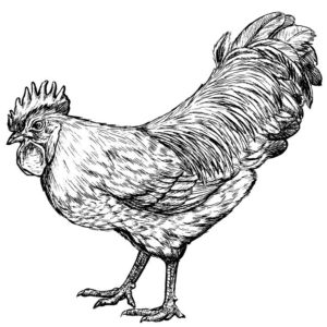 鳥イラスト