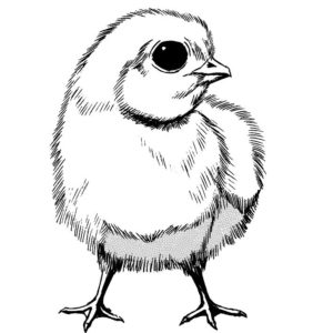 鳥・鶏・酉イラスト3