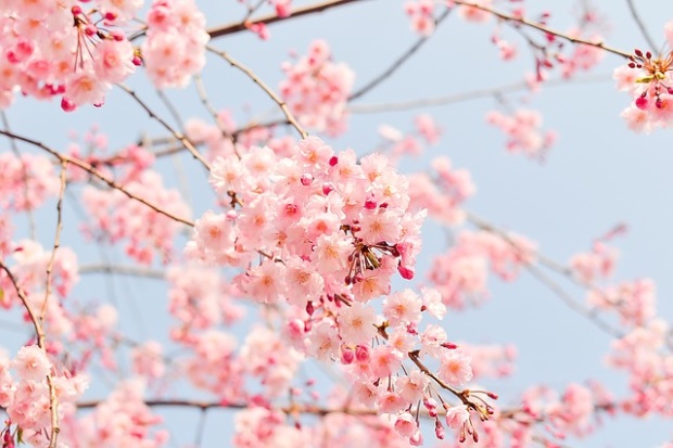 桜の歴史