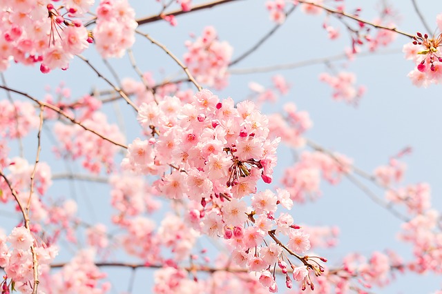 日本人と桜の歴史について調べてみた