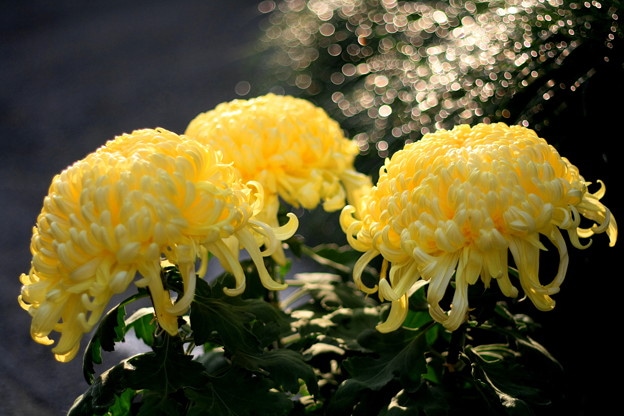 重陽の節句について調べてみた