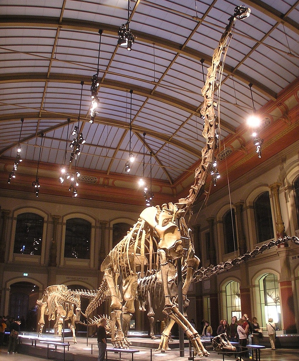 亜種？希少種？ かつてブラキオサウルスだった恐竜達 「ジラファティタン」