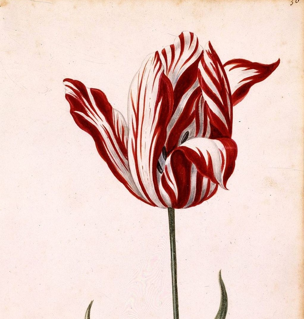 【チューリップバブル】世界最古のバブルについて調べてみた