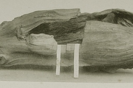 蘭奢待（らんじゃたい）【天下人たちがこぞって欲しがった香木】