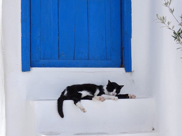 エーゲ海の奇跡の島、サントリーニ島 『白い世界と猫の楽園』 - 草の実堂