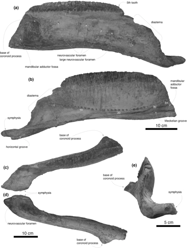 ヤマトサウルスの発見と研究