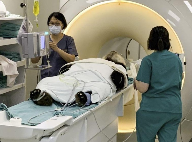 亡くなった台湾のパンダ 「団団（ダンダン）」