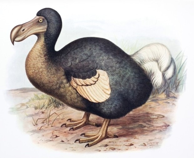 ドードー鳥絶滅の歴史
