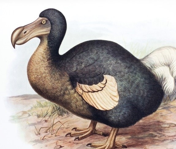 ドードー鳥絶滅の歴史 【伝説の飛べない鳥は再び世に現れるのか？】