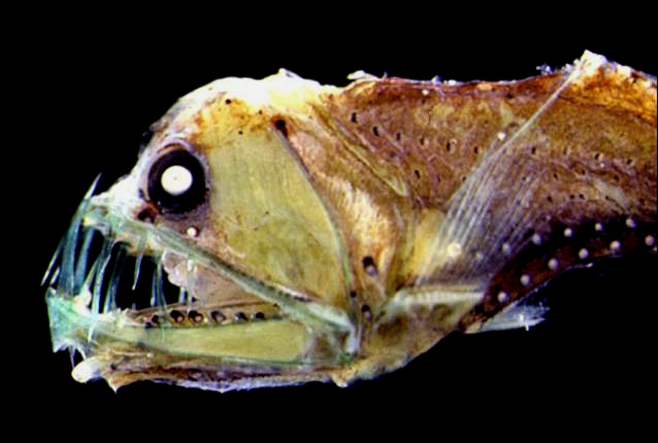 なぜ深海魚はエイリアンのように見えるのか？