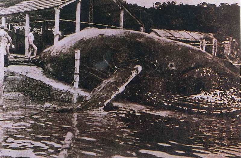 台湾に座礁するクジラやイルカたち