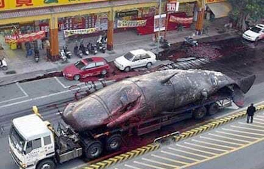 台湾で起こったクジラ爆発事件