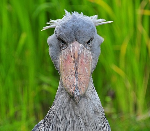 ハシビロコウ 「まるで銃撃戦のような爆音を出す 絶滅危惧種の巨大鳥」