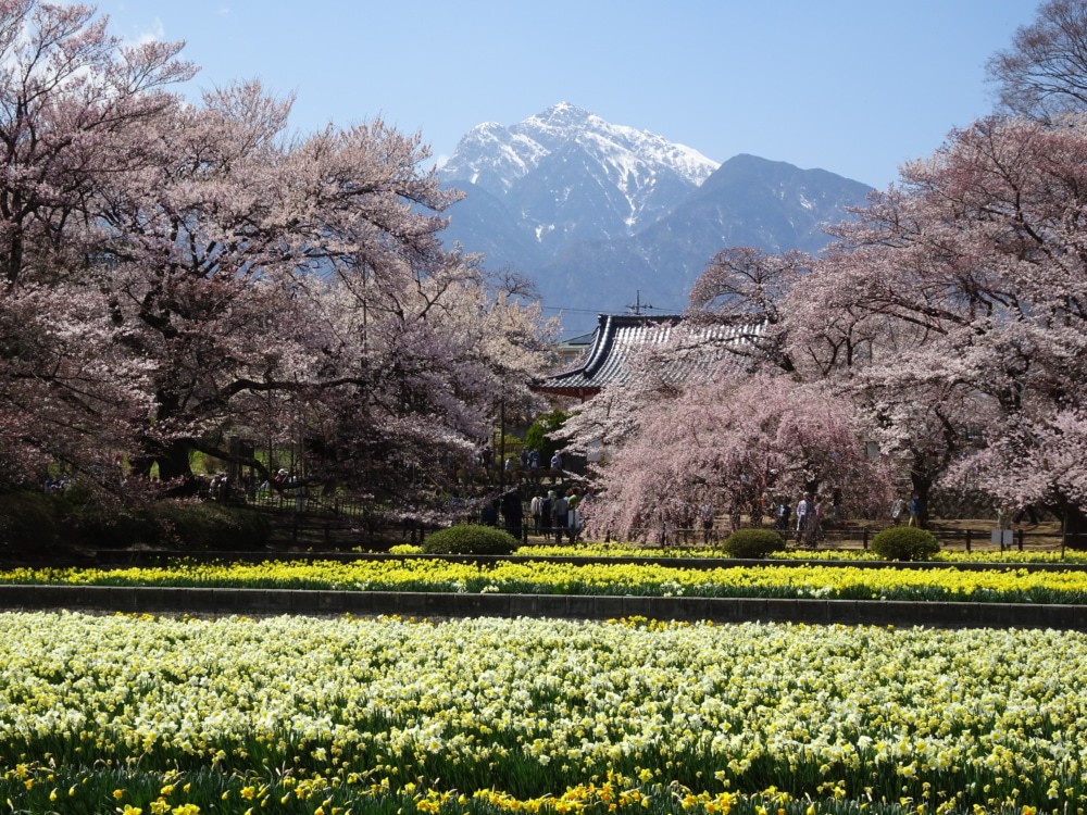 日本三大桜の一つ「神代桜」