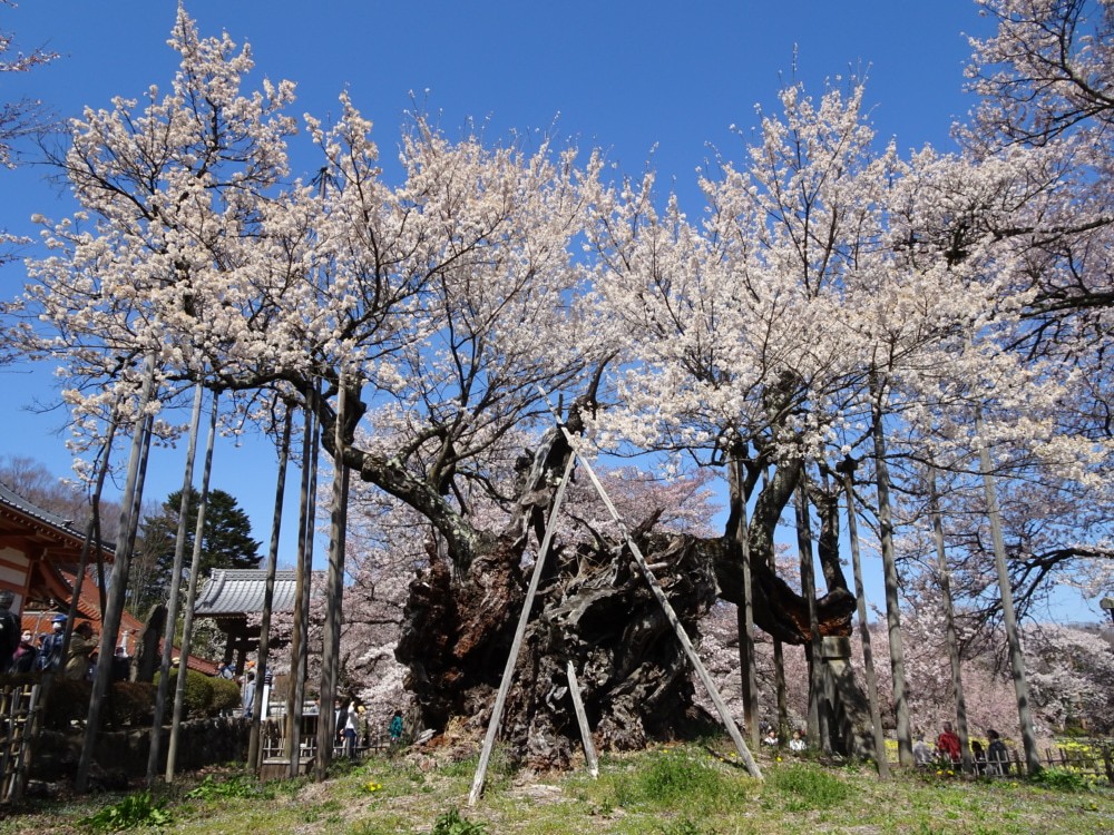 『樹齢はなんと2000年』 日本三大桜の一つ「神代桜」 ～日本武尊が植えたと伝わる