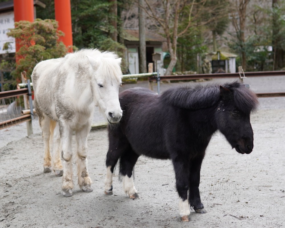 丹生川上神社下社ご神馬の「白ちゃん・黒ちゃん」 夕方５時になんと自分たちで帰宅