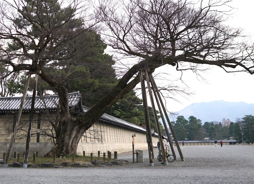 画像：京都御苑（撮影：高野晃彰）