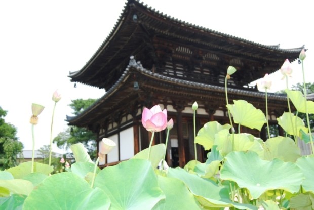 『奈良の歴史を歩く』 喜光寺に行ってみた ～なぜ「試しの大仏殿」と呼ばれるのか？ - 草の実堂