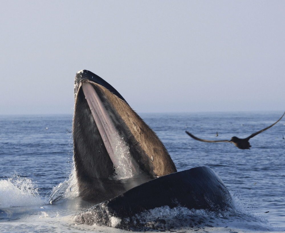 【奇跡の脱出劇】クジラに飲まれた男たちが生還できた驚愕の真相