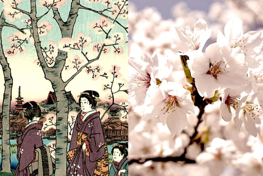 【お花見の起源】実は最初は「梅」の花見だった？ソメイヨシノはクローン桜