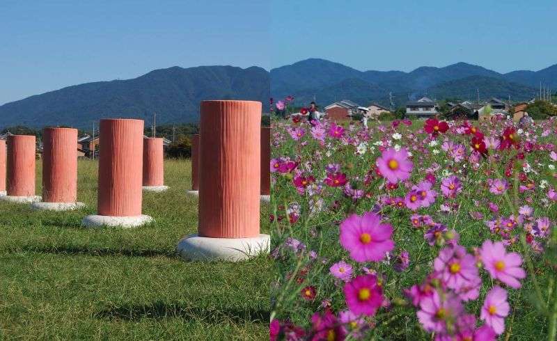 『日本最古の本格的な都』藤原京と大和三山へ行ってみた「藤原宮跡のコスモス花園が圧巻！」