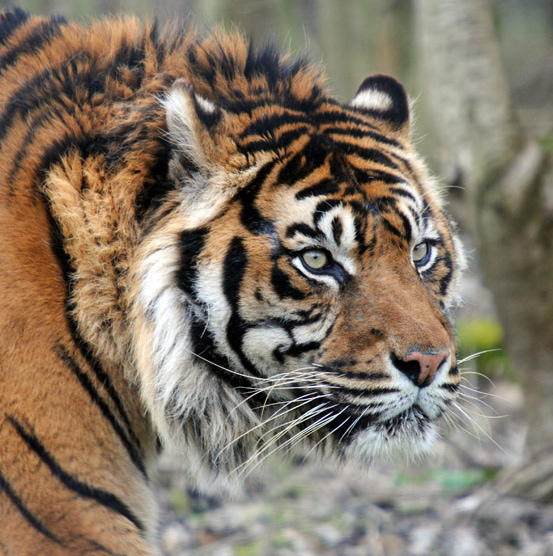 【インド】夫をトラに殺された女性たちは、なぜマングローブ林の再生に取り組むのか？